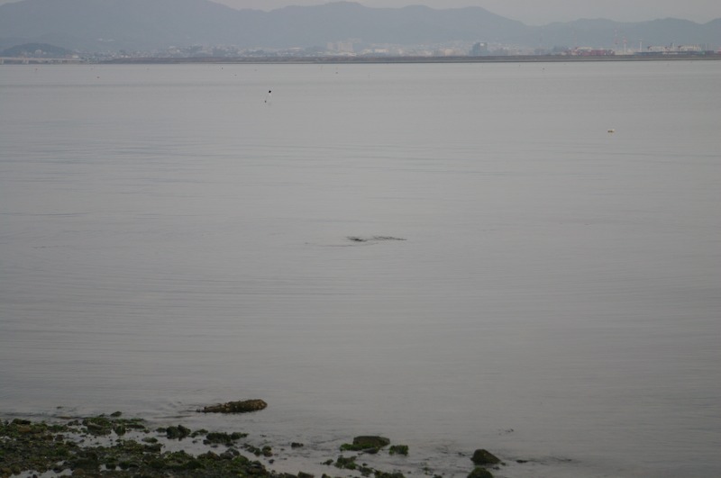 Some interesting things out in the bay.