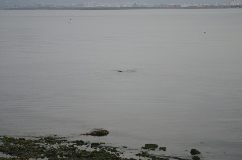 Wondering what the odd patterns in the water are from; at first we thought they were fish playing.