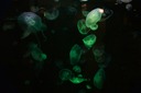 Caption-Abstract