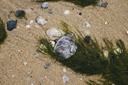 Caption-Abstract