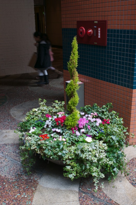 A neat potted plant near the edge of Canal City.