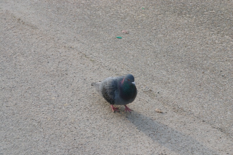 Goodbye little birdie.