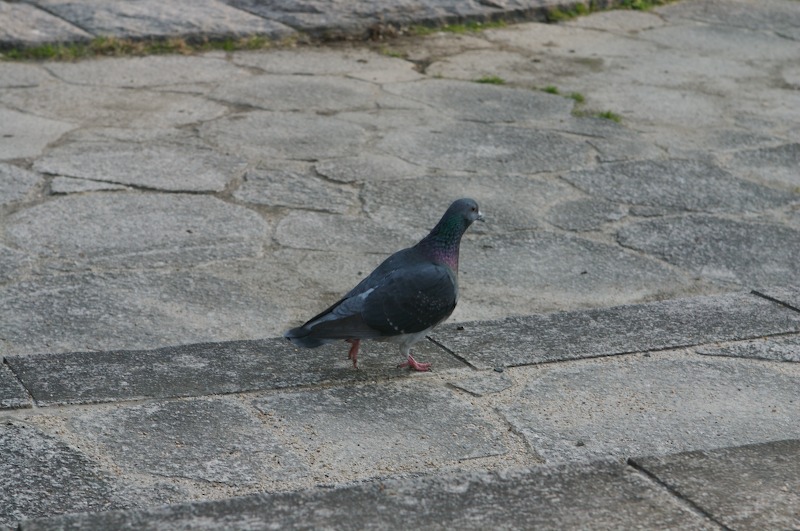 No, really, I could nearly reach out and touch them (no, I don't have the big lens on).