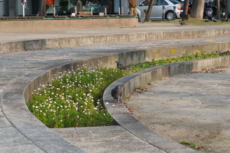 As I was taking photos, some birds started coming nearer.