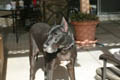 Gemini checking out some noises in the backyard of my parents' (50mm, f/3.2, 1/500 sec) <!--106_0660.CRW-->
