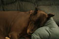 Gemini discovers the joys of sleeping with her head on a pillow (ISO 100, 50mm, f/5.6, 10 sec, 2800K)
