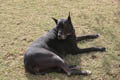 Gemini laying out in the grass (50mm, f/8.0, 1/100 sec) <!--106_0695.CRW-->
