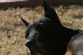 Gemini looking up while sunbathing (300mm, f/11, 1/125 sec) <!--CRW_1801.CRW-->