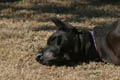 Gemini peeking back while sunbathing (300mm, f/11, 1/160 sec) <!--CRW_1799.CRW-->