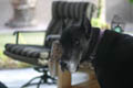 Gemini peeking back at the camera on the porch (50mm, f/1.4, 1/250 sec) <!--107_0728.CRW-->

