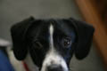 Libby's eyes (50mm, f/1.4, 1/25 sec)<!--CRW_2023.CRW-->