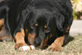 Taz chewing on his rawhide candy cane (300mm, f/5.6 1/400 sec) <!--CRW_1811.CRW-->