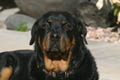 Taz in the backyard, looking at me (300mm, f/11, 1/160sec) <!--CRW_1805.CRW-->