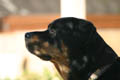 Taz in the shade (300mm, f/5.6, 1/160 sec) <!--CRW_1809.CRW-->
