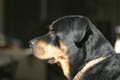 Taz in the sun (300mm, f/5.6, 1/160 sec) <!--CRW_1808.CRW-->