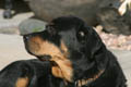 Taz looking around the yard (300mm, f/11, 1/160 sec) <!--CRW_1806.CRW-->
