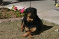 Taz sitting around guarding his rawhide candy cane (125mm, f/11, 1/250 sec)<!--CRW_1803.CRW-->