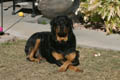 Taz sitting around guarding his rawhide candy cane (125mm, f/11, 1/250 sec) <!--CRW_1804.CRW-->