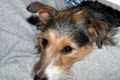 Daisy in the crook of something (100mm macro, f/22, 1/200 sec, External flash)<!--CRW_2053.CRW-->