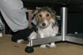 Daisy sitting on her perch beneath the chair (50mm, f/4, 1/60 sec, External flash) <!--CRW_2020.CRW-->