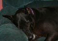Gemini crashed out on the couch