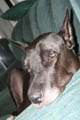 Gemini getting close, resting her head on the middle headrest
