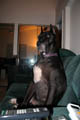 Finally caught her sitting up, she always lays back down when I pull out the camera and she's sitting -- but I got her this time
