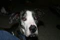McCartney, Uncle's Great Dane (ISO 800, 34mm, f/4.5, 1/320 sec, External Flash)<!--CRW_2101.CRW-->