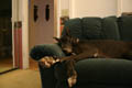 Gemini laying on her favorite spot on the couch watching TV (ISO 100, 18mm, f/3.5, 3.2 sec, 2800K)