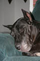 Gemini pretending to sleep on the couch