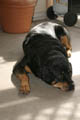 Taz laying down flat on the cool concrete