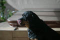 Taz sitting on the spa, licking his chops (50mm, f/1.4, 1/800 sec) <!--107_0722.CRW-->
