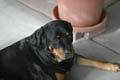 Taz relaxing on the porch (50mm, f/1.4, 1/250 sec) <!--107_0720.CRW-->
