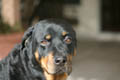 Taz sitting in the sun looking back at the camera (50mm, f/1.4, 1/1250 sec) <!--107_0717.CRW-->
