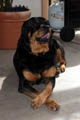 Taz sitting like a lil lady, licking his chops