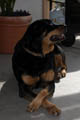 Taz sitting like a lil lady looking out into the distance