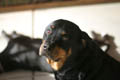Taz sitting pretty for the camera [in front of Gemini] (50mm, f/1.4, 1/2000 sec) <!--107_0719.CRW-->
