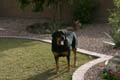 Taz out in the yard, yawning (50mm, f/3.2, 1/1250 sec) <!--107_0715.CRW-->
