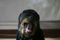 Taz yawning on the spa, tired of portraits (50mm, f/1.4, 1/640 sec) <!--107_0723.CRW-->
