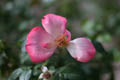 Almost Gone Pink and White Rose (50mm, f/1.4, 1/800 sec) <!--107_0731.CRW-->
