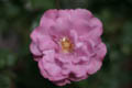 Liquid Mauve Rose (50mm, f/1.4, 1/2500 sec) <!--107_0729.CRW-->
