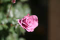 Another shot of a mauve colored rose (ISO 100, 50mm f/1.8 1/4000 sec) <!--106_0663.CRW-->
