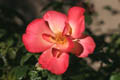 A lovely pink and white rose from my mom's rose plants (ISO 100, 50mm f/4.5 1/4000 sec) <!--106_0643.CRW-->