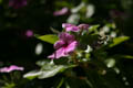 Some Purple flower (50mm, f/2.8, 1/3200 sec, Manual focus) <!--106_0640.CRW-->
