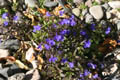 Wild Violets with a Large Depth of Field (50mm, f/22, 1/20 sec) <!--106_0649.CRW -->
