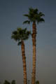 Palms in the early morning hours