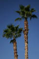 Palms framing the moon in the morning
